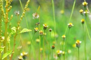 un'ape che vola verso il bellissimo fiore foto