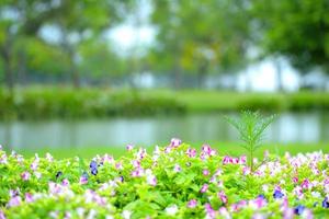 bellissimi fiori primaverili in giardino sullo sfondo della natura foto