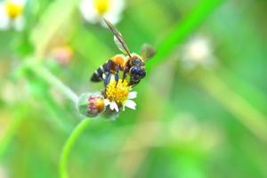 un'ape appollaiata sul bel fiore foto