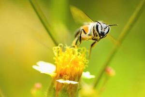 un'ape che vola verso il bellissimo fiore foto