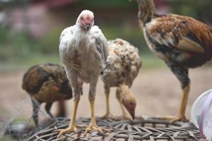 pollo tailandese in piedi sul pollaio marrone in fattoria foto