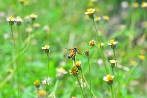 un'ape che vola verso il bellissimo fiore foto