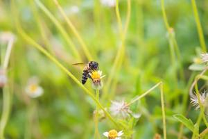 un'ape appollaiata sul bel fiore foto