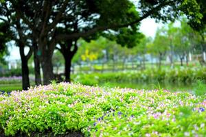 bellissimi fiori primaverili in giardino sullo sfondo della natura foto