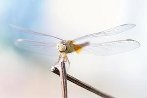 chiudere una libellula su un ramo foto