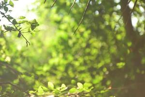 bella foglia verde naturale e sfocatura astratta bokeh sfondo chiaro foto