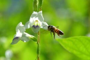 un'ape che vola verso il bellissimo fiore foto