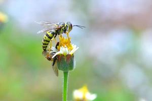 vespa giacca gialla appollaiata sul bel fiore foto