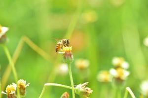 un'ape appollaiata sul bel fiore foto