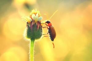 scarabeo di zucca appollaiato sul bellissimo fiore foto