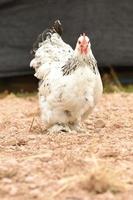 Brahma di pollo gigante in piedi a terra nell'area della fattoria foto