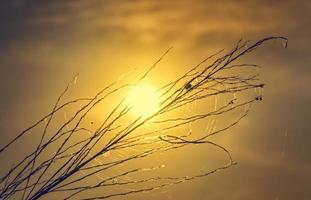 luce del tramonto attraverso il campo d'erba un ragno e una ragnatela foto