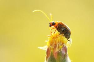scarabeo di zucca appollaiato sul bellissimo fiore foto