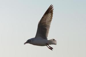 uccelli di gabbiano che volano su sfondo bianco clound foto