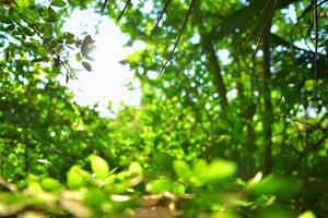 bella foglia verde naturale e sfocatura astratta bokeh sfondo chiaro foto