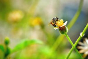 un'ape appollaiata sul bel fiore foto