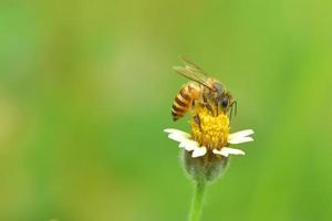 un'ape appollaiata sul bel fiore foto