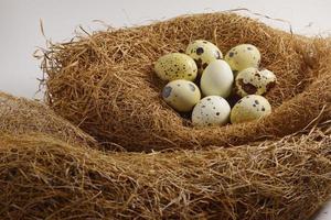 uova di quaglia in un nido di fieno foto