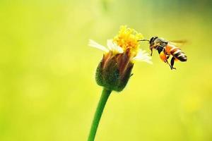 un'ape che vola verso il bellissimo fiore foto