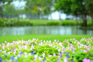 bellissimi fiori primaverili in giardino sullo sfondo della natura foto