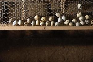 quaglie e uova in una gabbia in una fattoria foto
