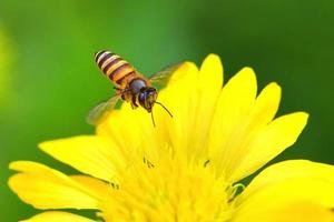 un'ape che vola verso il bellissimo fiore foto