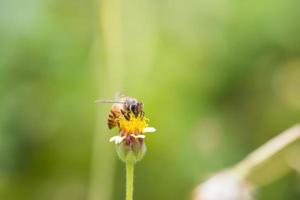 un'ape appollaiata sul bel fiore foto