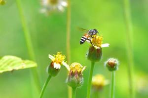 un'ape che vola verso il bellissimo fiore foto