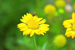 un'ape che vola verso il bellissimo fiore foto