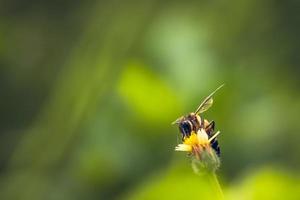 un'ape appollaiata sul bel fiore foto