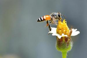 un'ape che vola verso il bellissimo fiore foto