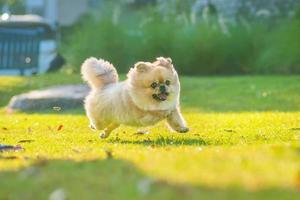 simpatico cucciolo di cane pechinese di razza mista pomeranian correre sull'erba con felicità foto