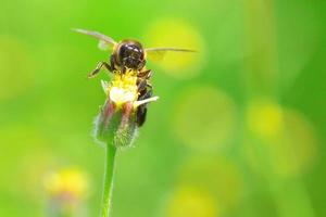 un'ape che vola verso il bellissimo fiore foto