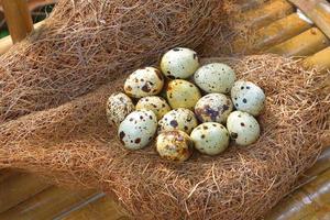 uova di quaglia in un nido di fieno foto