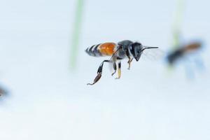 un'ape volante isolato su sfondo bianco foto