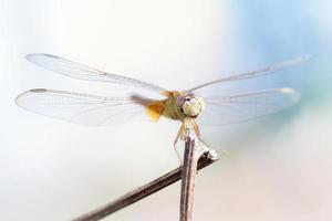 chiudere una libellula su un ramo foto