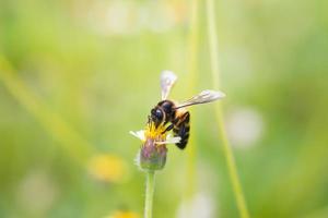 un'ape appollaiata sul bel fiore foto