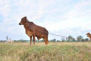 le mucche in piedi nei campi all'alba e il bel cielo foto