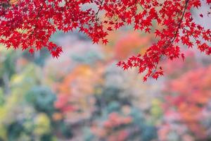 foglie d'acero rosse in giardino con spazio per la copia del testo, sfondo colorato naturale per la stagione autunnale e concetto di fogliame cadente vibrante foto