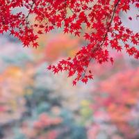 foglie d'acero rosse in giardino con spazio per la copia del testo, sfondo colorato naturale per la stagione autunnale e concetto di fogliame cadente vibrante foto
