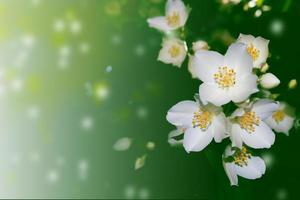 gelsomino bianco il ramo fiori primaverili delicati foto