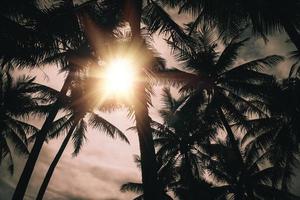 palme da cocco tropicali sul chiarore del cielo al tramonto e sul fondo della natura del bokeh. foto