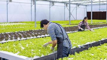 agricoltori locali asiatici che coltivano la propria insalata di quercia verde nella serra utilizzando l'approccio biologico del sistema idrico idroponico per l'azienda di famiglia foto