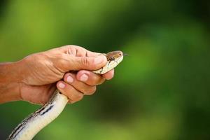 catturare a mano il serpente ratto irradiato. foto