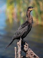 ritratto di cormorano