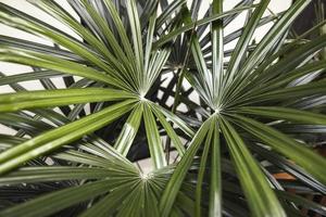 primo piano verde foglia palme sfondo, concetto di natura, foglia tropicale foto