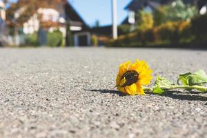 un girasole in una strada foto