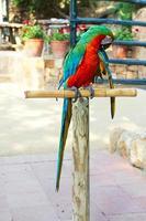 ritratto di macaw