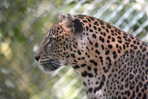ritratto di leopardo