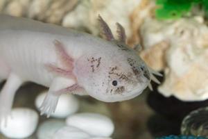 axolotl vicino